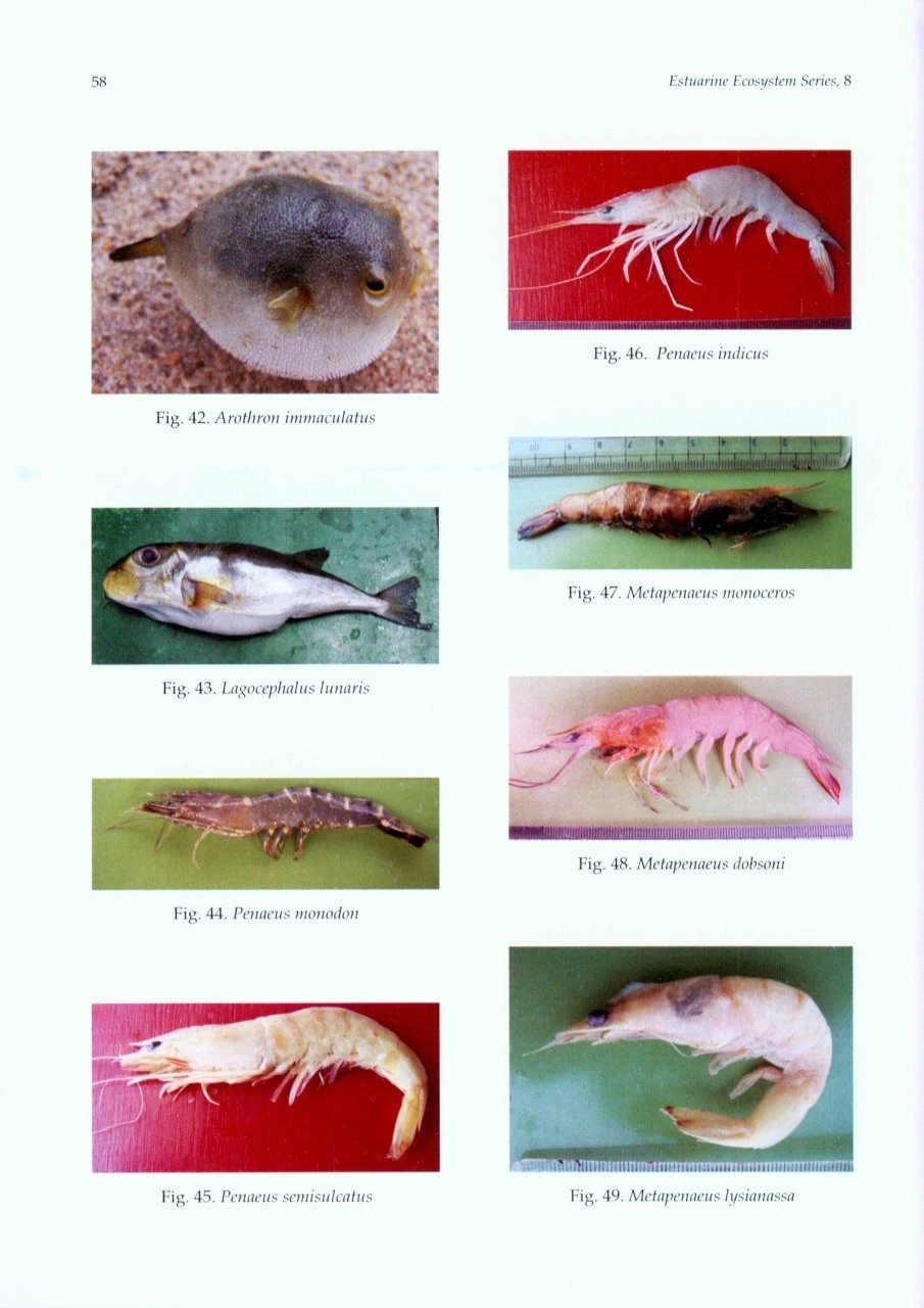 Ichthyofauna And Decapod Crustacean Fauna Of Nuanai Estuary, Odisha 5 Ichthyofauna And Decapod Crustacean Fauna Of Nuanai Estuary, Odisha - Image 3