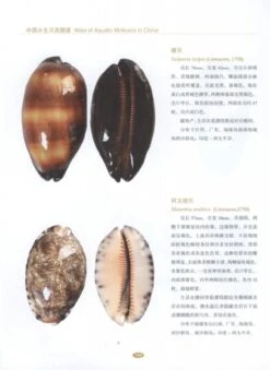 Atlas Of Aquatic Molluscs In China [Chinese] -Wildlife Professional Books 213227 2