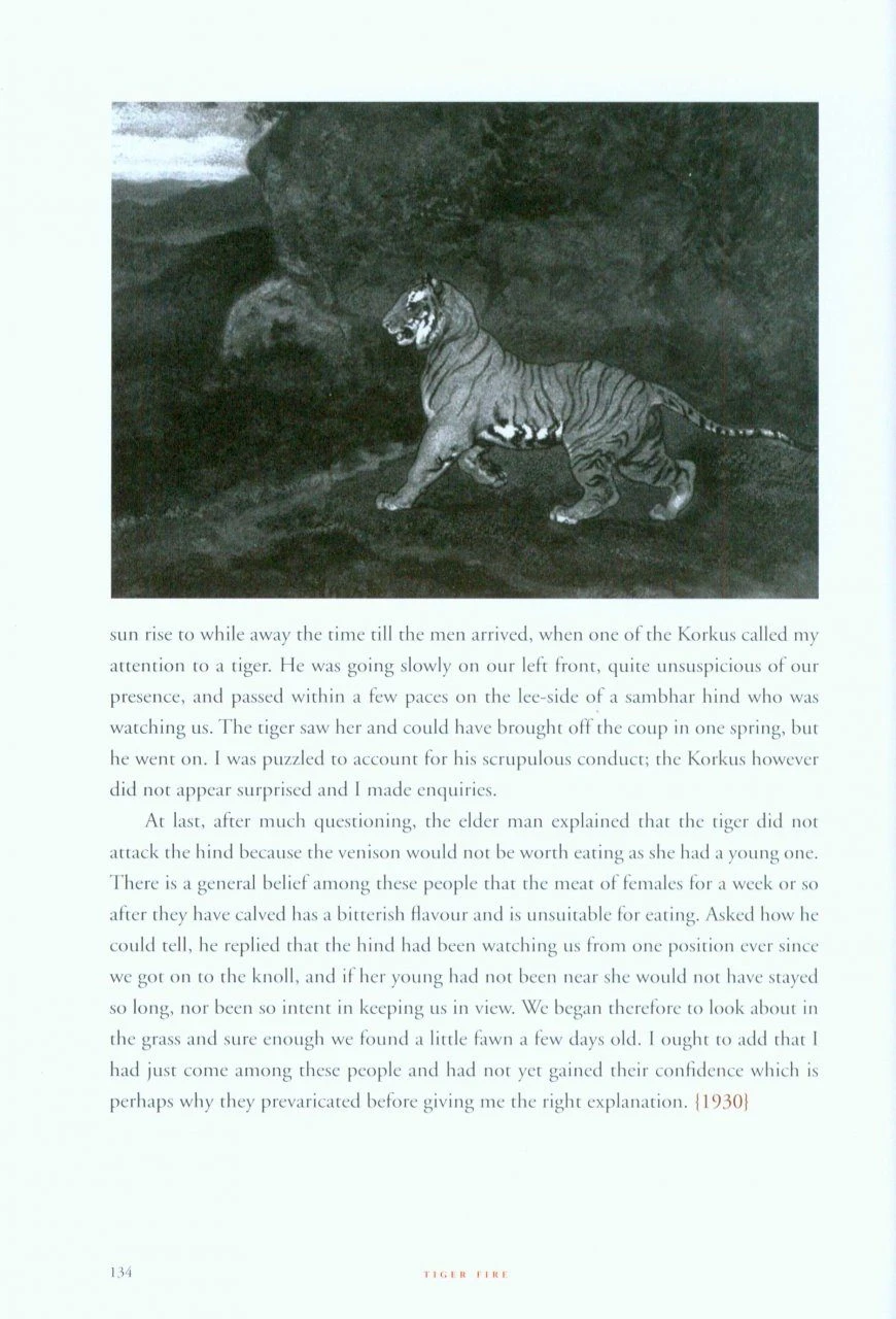 Tiger Fire 4 Tiger Fire - Image 2