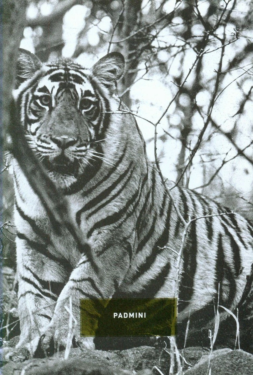 Tiger Fire 6 Tiger Fire - Image 4