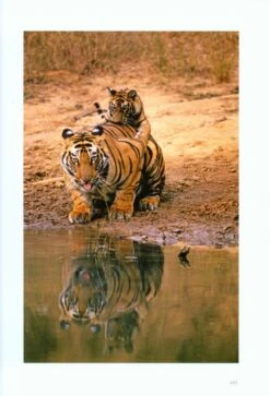 Tiger Fire 11 Tiger Fire -Wildlife Professional Books 213591 4