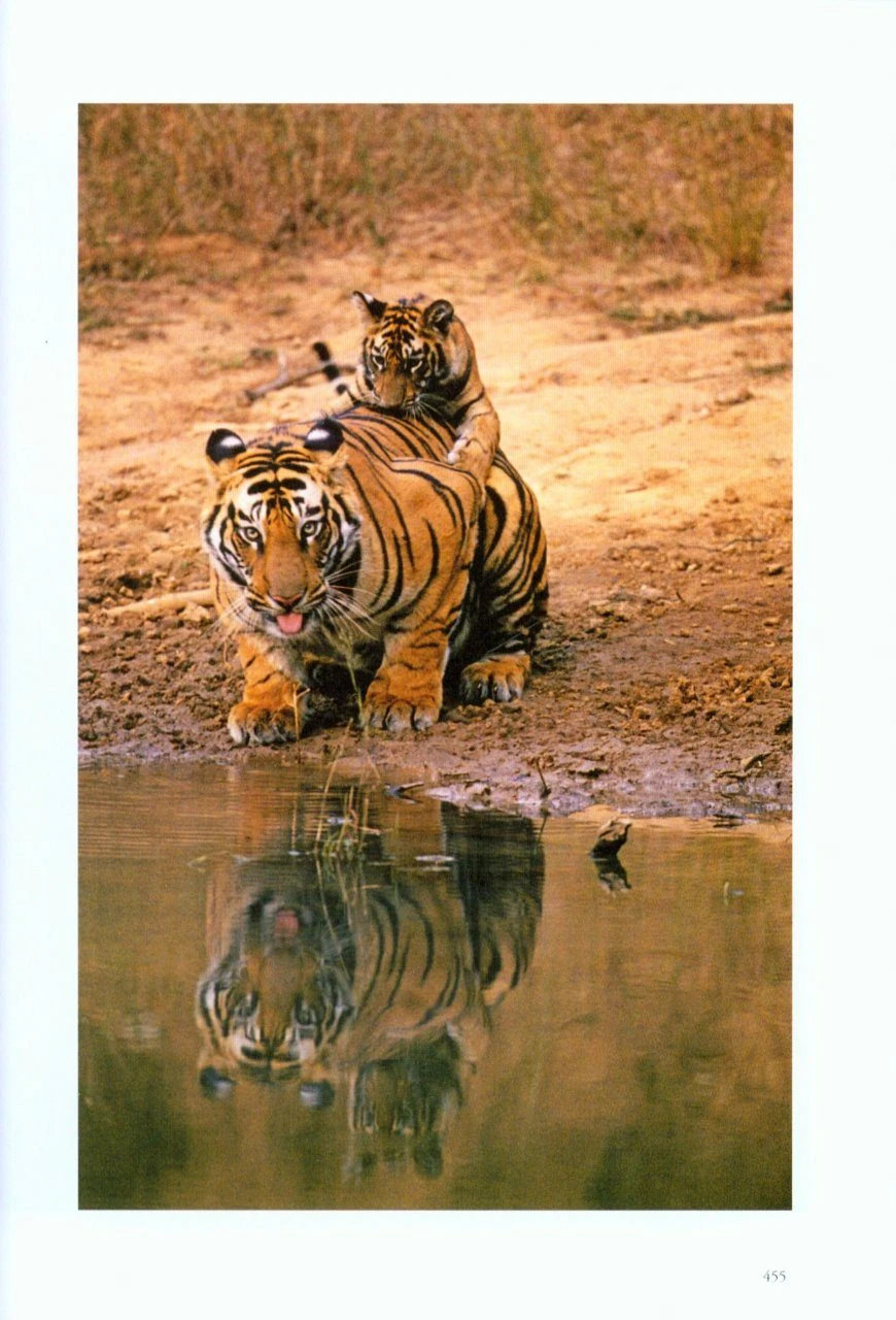 Tiger Fire 7 Tiger Fire - Image 5