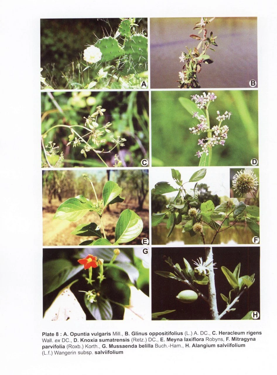 Flora Of Rajiv Gandhi National Park, Karnataka 4 Flora Of Rajiv Gandhi National Park, Karnataka - Image 2