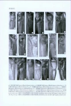 Fauna Sinica: Insecta, Volume 57: Orthoptera: Tettigoniidae: Phaneropterinae [Chinese] -Wildlife Professional Books 213717 5