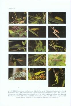 Fauna Sinica: Insecta, Volume 57: Orthoptera: Tettigoniidae: Phaneropterinae [Chinese] -Wildlife Professional Books 213717 6