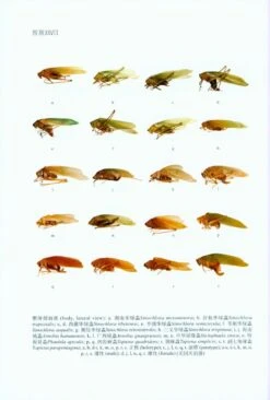 Fauna Sinica: Insecta, Volume 57: Orthoptera: Tettigoniidae: Phaneropterinae [Chinese] -Wildlife Professional Books 213717 7