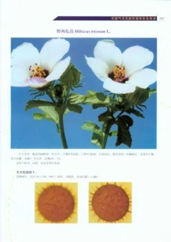 Color Atlas Of Air-Borne Pollens And Plants In China [Chinese] -Wildlife Professional Books 213718 3