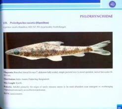 Coldwater Fishes Of India 9 Coldwater Fishes Of India -Wildlife Professional Books 213802 2