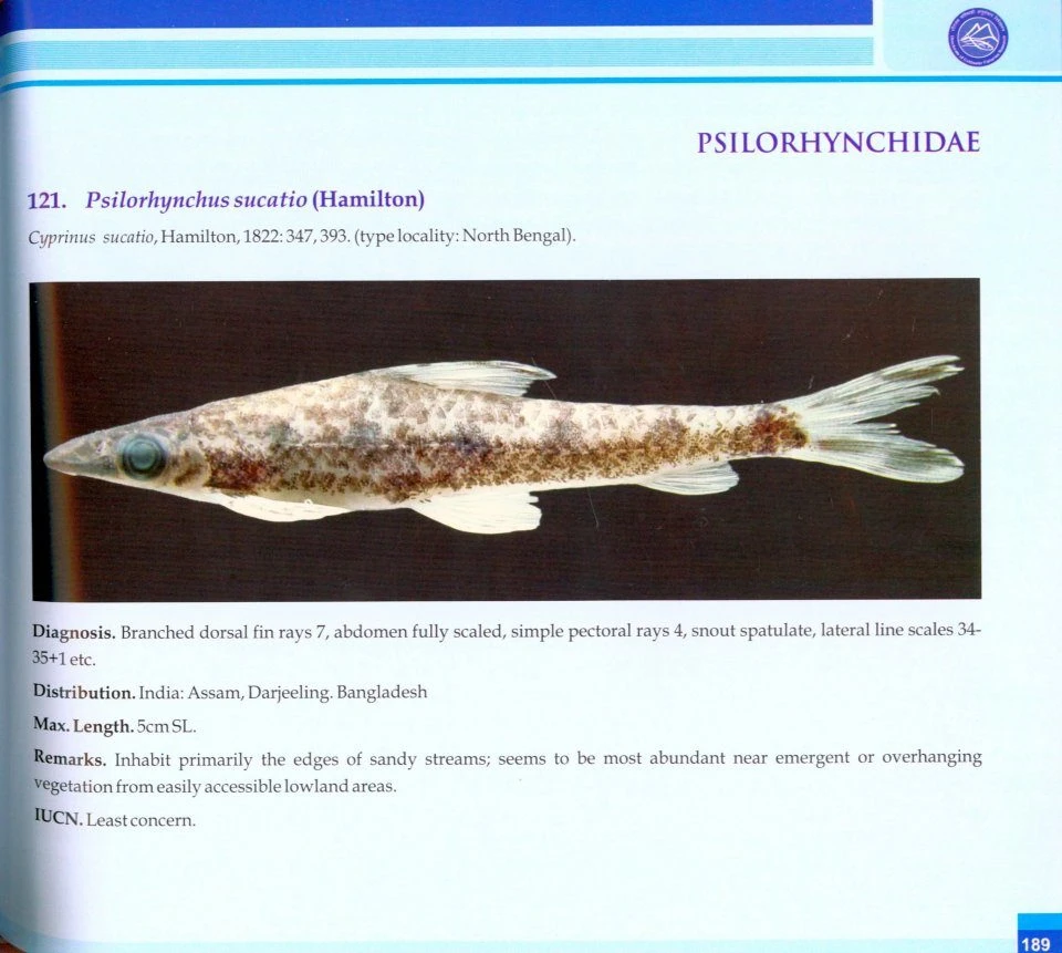 Coldwater Fishes Of India 5 Coldwater Fishes Of India - Image 3