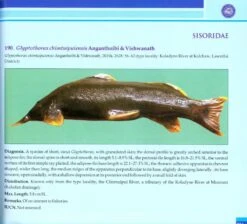 Coldwater Fishes Of India 10 Coldwater Fishes Of India -Wildlife Professional Books 213802 3