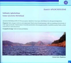 Coldwater Fishes Of India 11 Coldwater Fishes Of India -Wildlife Professional Books 213802 4