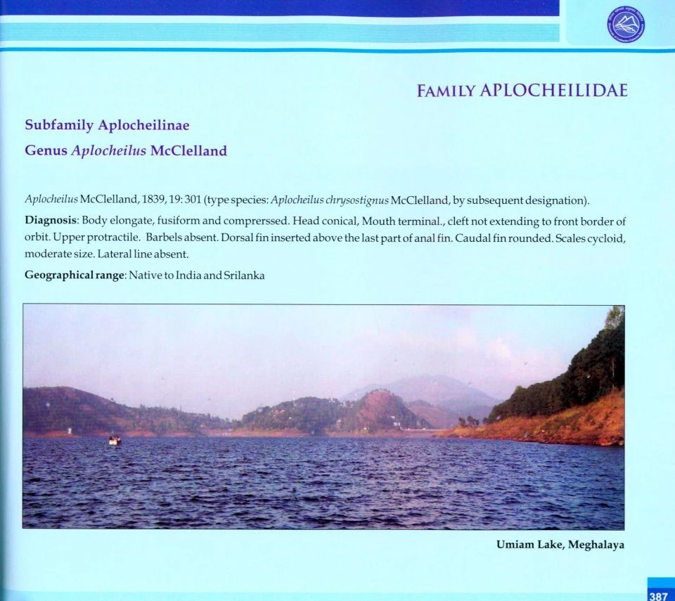 Coldwater Fishes Of India 7 Coldwater Fishes Of India - Image 5