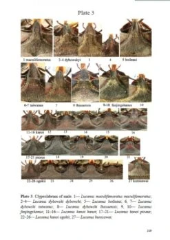 Stag Beetles Of China, Volume 1 6 Stag Beetles Of China, Volume 1 -Wildlife Professional Books 214333 1