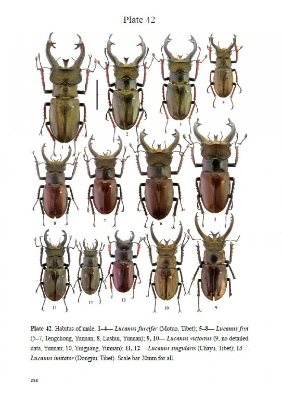 Stag Beetles Of China, Volume 1 5 Stag Beetles Of China, Volume 1 - Image 3