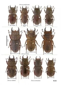 Stag Beetles Of China, Volume 2 -Wildlife Professional Books 214334 2