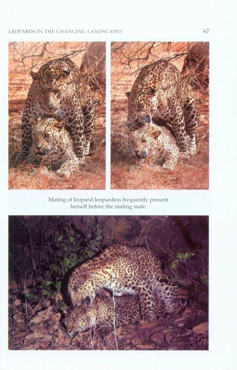 Leopards In The Changing Landscapes 4 Leopards In The Changing Landscapes - Image 2