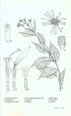 The Illustrated Flora Of Illinois, Flowering Plants: Asteraceae, Part 1 10 The Illustrated Flora Of Illinois, Flowering Plants: Asteraceae, Part 1 -Wildlife Professional Books 214619 3