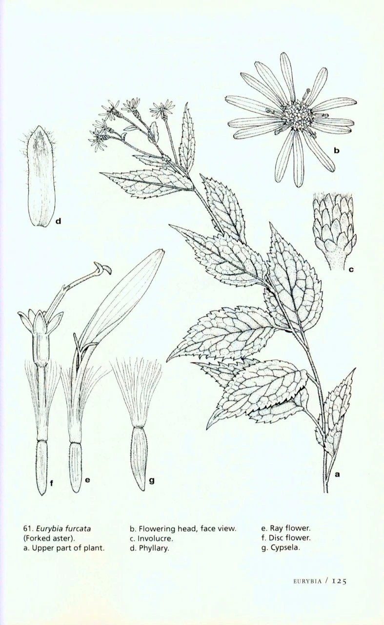 The Illustrated Flora Of Illinois, Flowering Plants: Asteraceae, Part 1 6 The Illustrated Flora Of Illinois, Flowering Plants: Asteraceae, Part 1 - Image 4