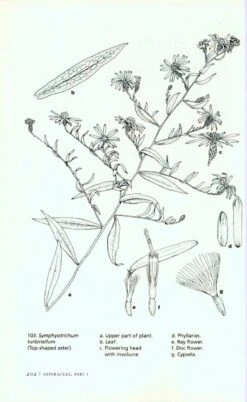 The Illustrated Flora Of Illinois, Flowering Plants: Asteraceae, Part 1 11 The Illustrated Flora Of Illinois, Flowering Plants: Asteraceae, Part 1 -Wildlife Professional Books 214619 4