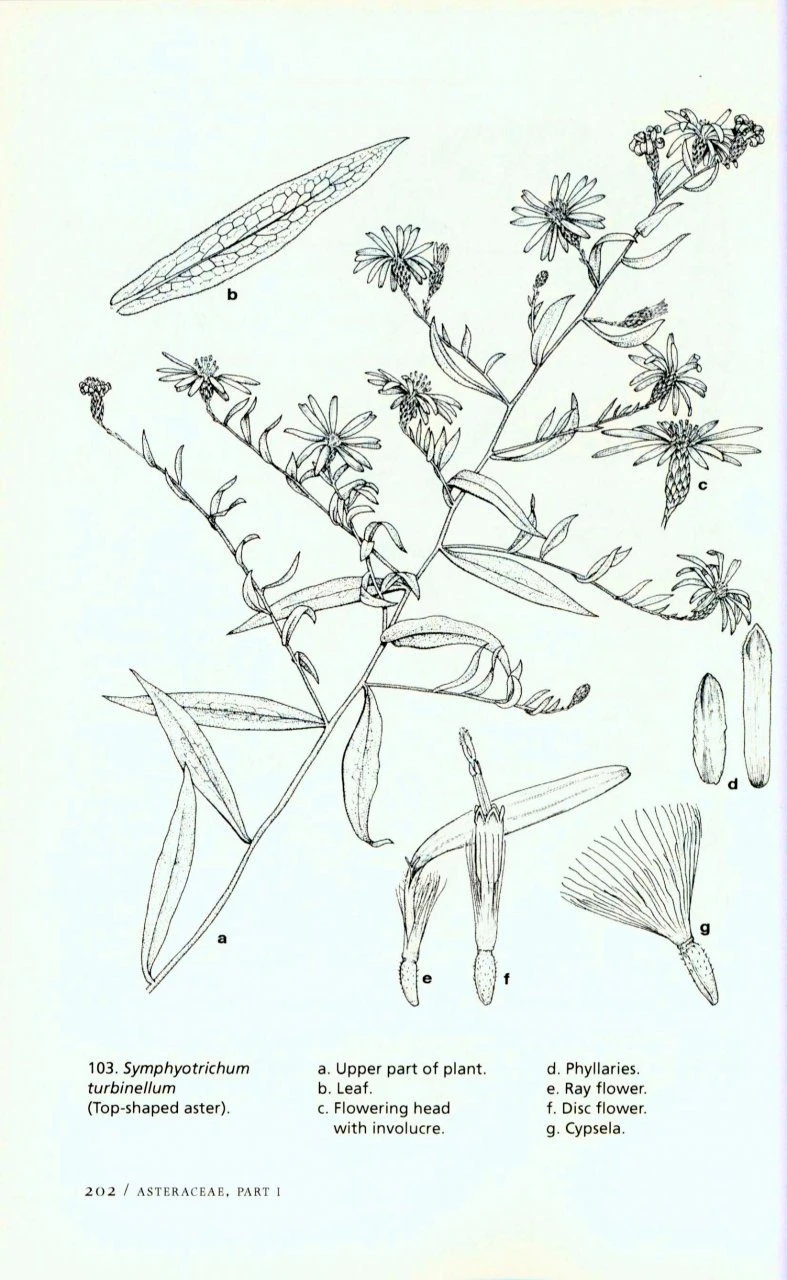 The Illustrated Flora Of Illinois, Flowering Plants: Asteraceae, Part 1 7 The Illustrated Flora Of Illinois, Flowering Plants: Asteraceae, Part 1 - Image 5