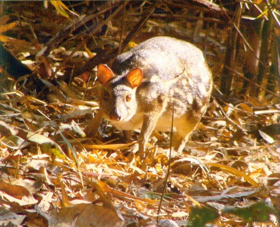 The Wild Mammals Of Maharashtra 4 The Wild Mammals Of Maharashtra - Image 2