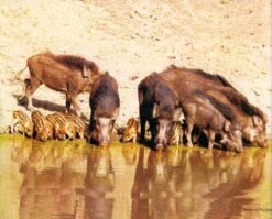 The Wild Mammals Of Maharashtra 10 The Wild Mammals Of Maharashtra -Wildlife Professional Books 214799 3