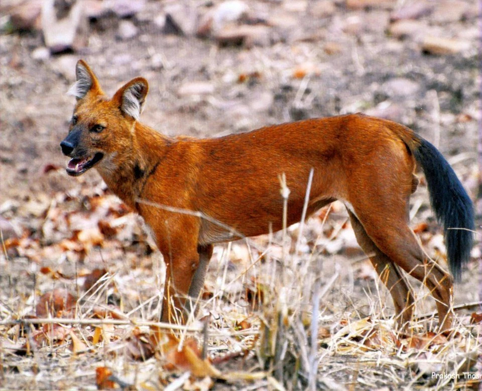 The Wild Mammals Of Maharashtra 7 The Wild Mammals Of Maharashtra - Image 5