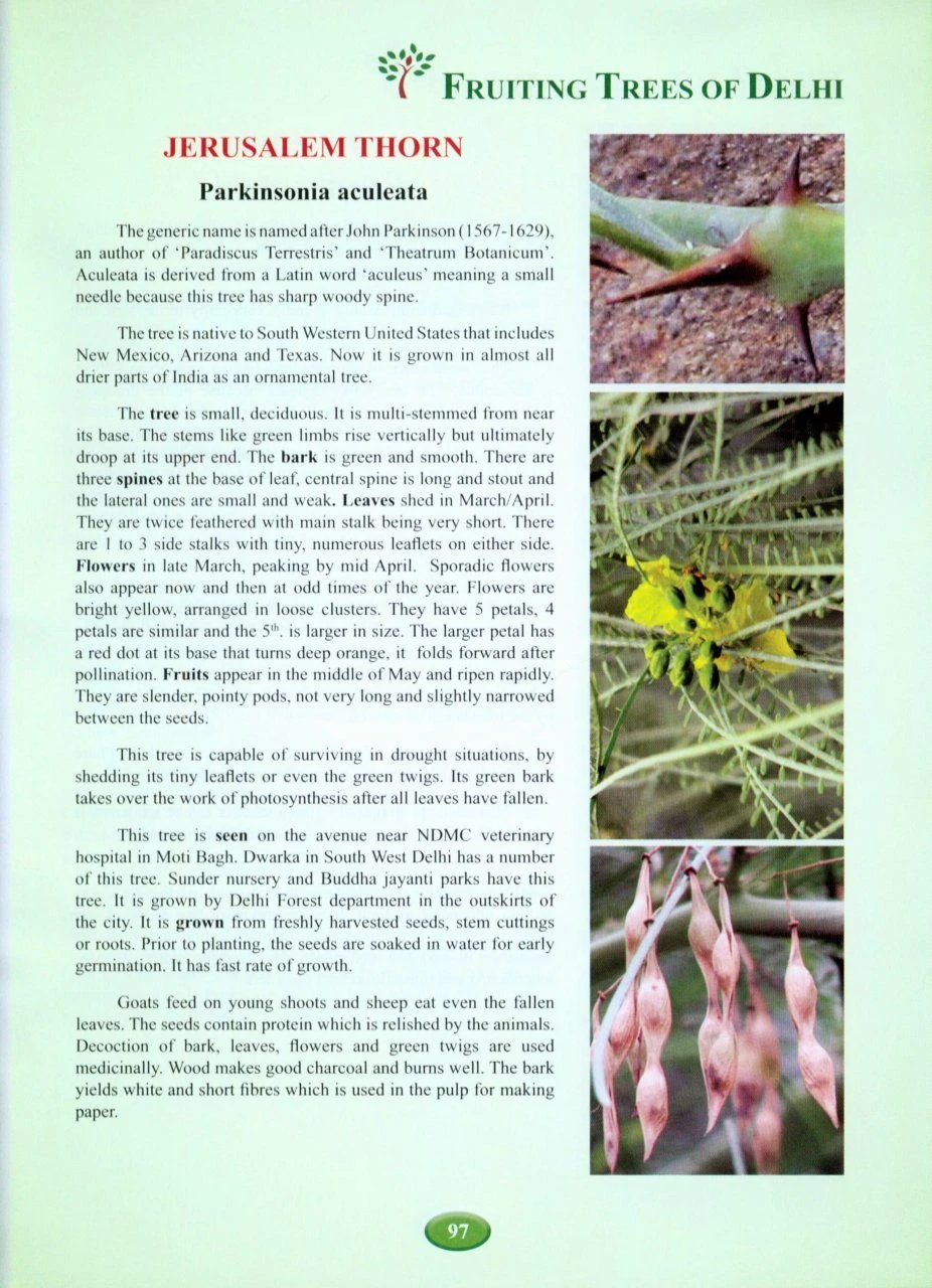 Fruiting Trees Of Delhi 5 Fruiting Trees Of Delhi - Image 3