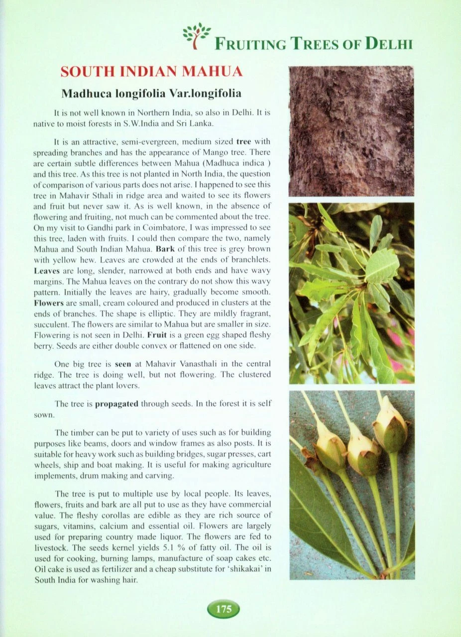 Fruiting Trees Of Delhi 7 Fruiting Trees Of Delhi - Image 5