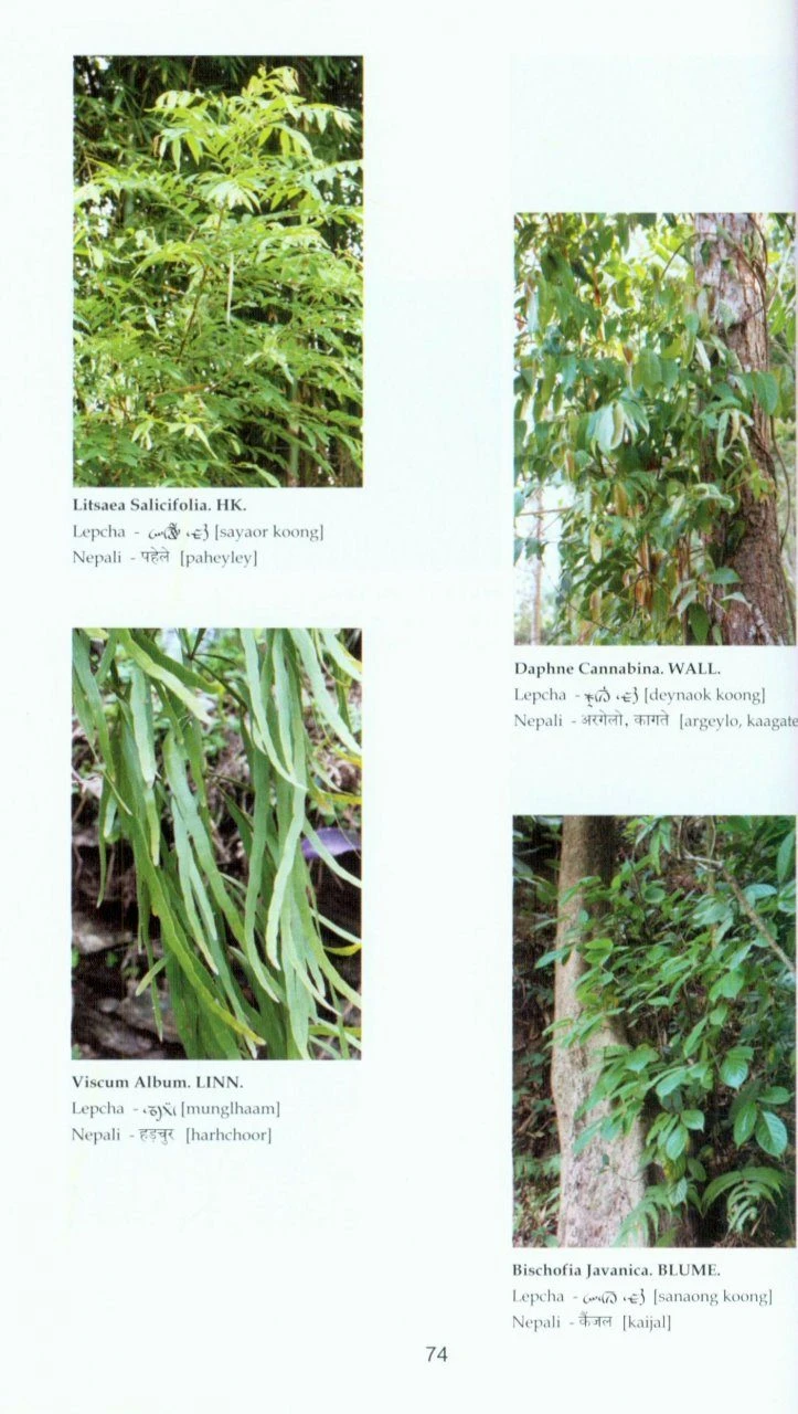 Trees, Shrubs And Large Climbers Found In The Darjeeling District, West Bengal And Sikkim 5 Trees, Shrubs And Large Climbers Found In The Darjeeling District, West Bengal And Sikkim - Image 3