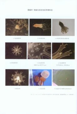 Biological Research On The Large Jellyfish From Bohai Sea And Northern Yellow Sea [Chinese] -Wildlife Professional Books 215649 4