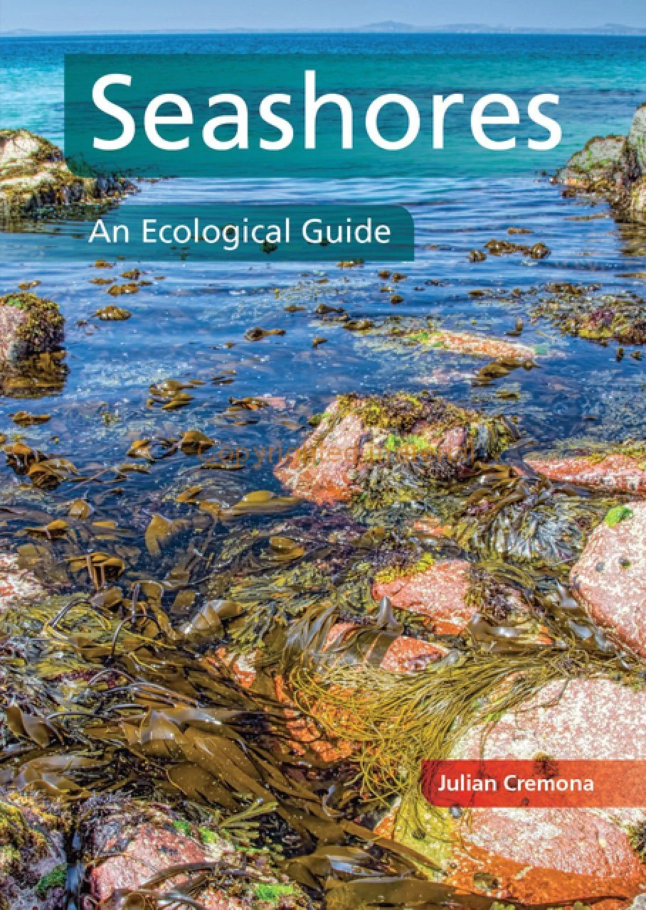 Seashores 3 Seashores