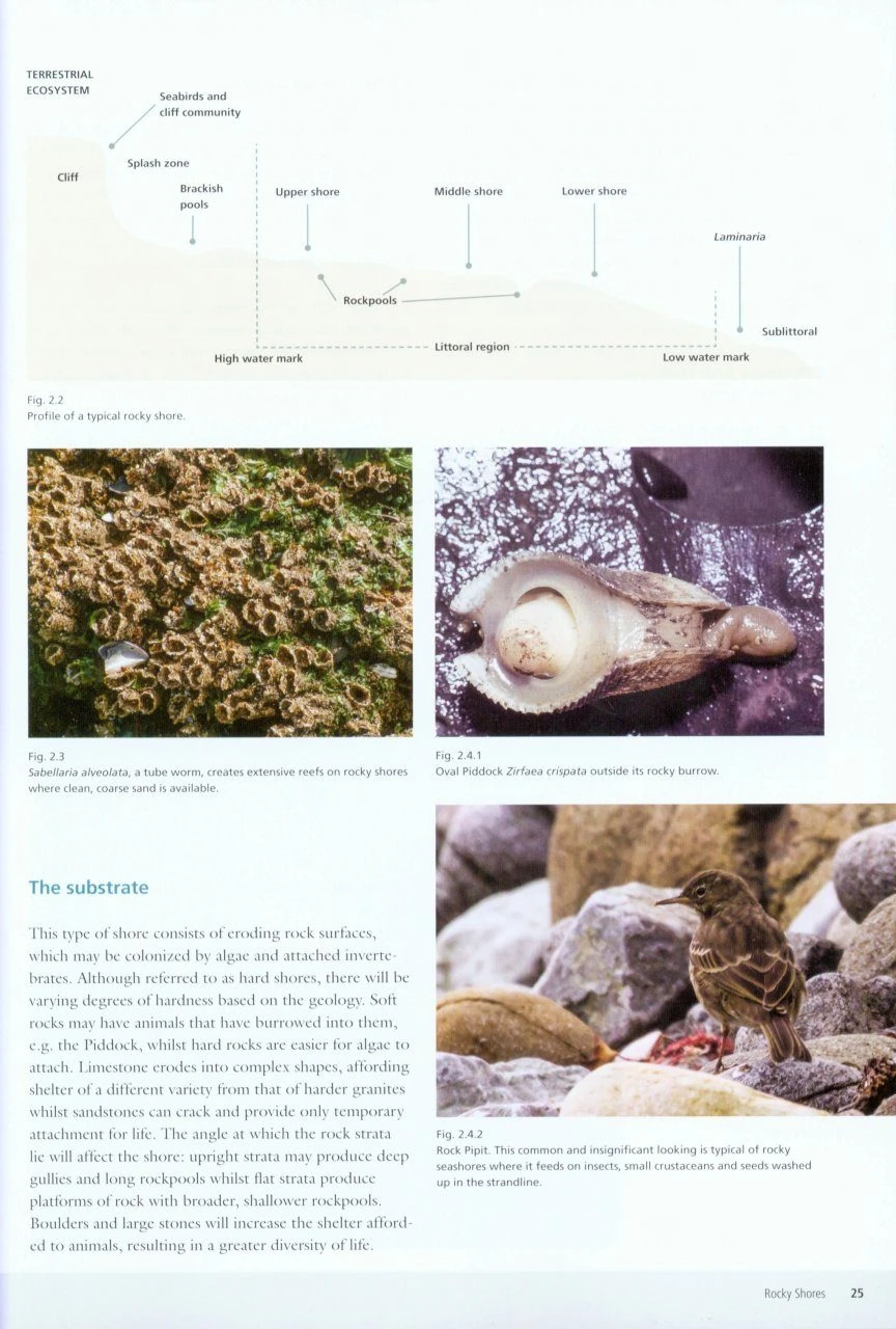 Seashores 4 Seashores - Image 2