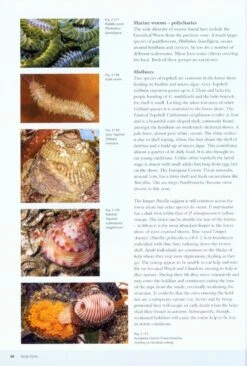 Seashores 12 Seashores -Wildlife Professional Books 215948 2