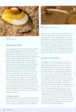 Seashores 14 Seashores -Wildlife Professional Books 215948 4