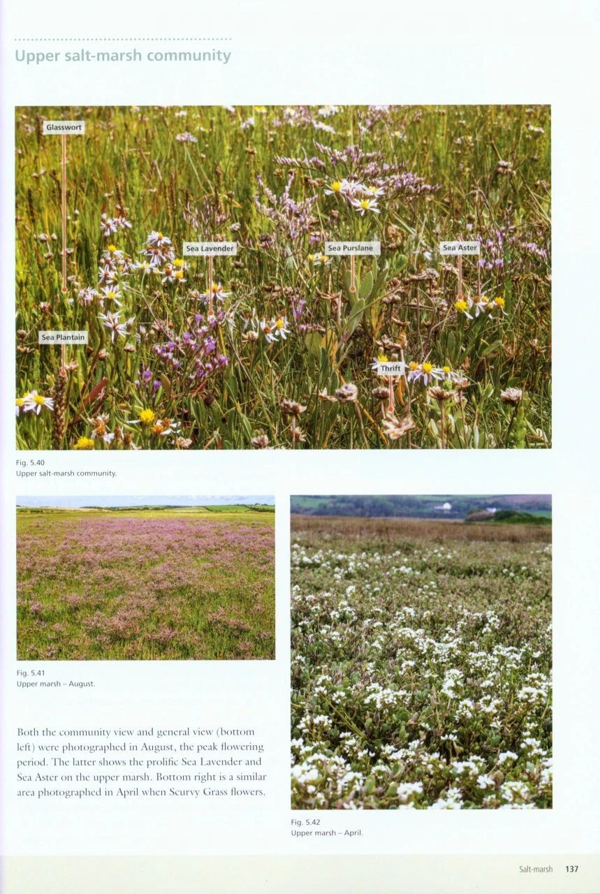 Seashores 8 Seashores - Image 6