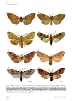 Catalogue Of The Neotropical Arctiini Leach, [1815] -Wildlife Professional Books 215984 4