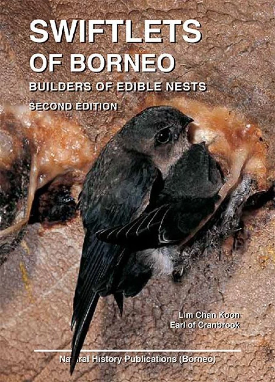 Swiftlets Of Borneo 3 Swiftlets Of Borneo