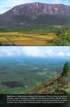 Swiftlets Of Borneo 10 Swiftlets Of Borneo -Wildlife Professional Books 216245 3
