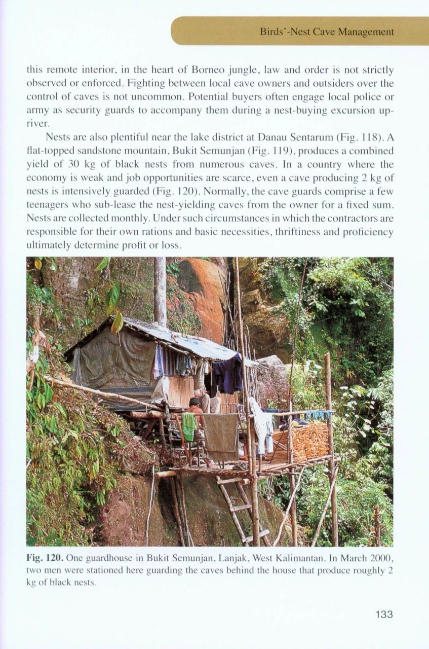 Swiftlets Of Borneo 7 Swiftlets Of Borneo - Image 5