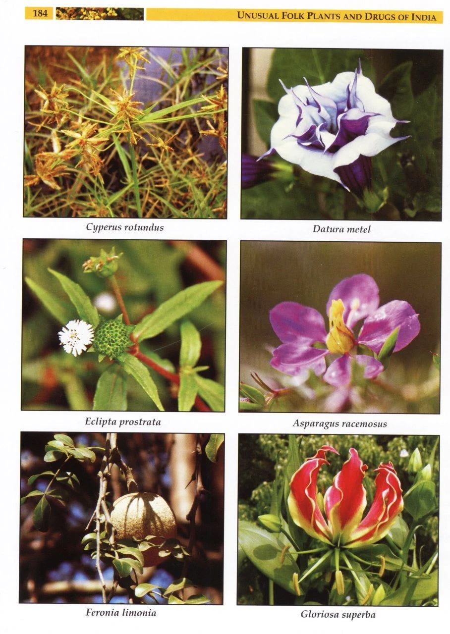 Unusual Folk Plants And Drugs Of India 5 Unusual Folk Plants And Drugs Of India - Image 3