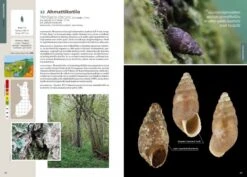 Suomen Kotilot Ja Etanat [Snails And Slugs Of Finland] -Wildlife Professional Books 216537 5