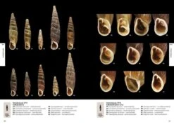 Suomen Kotilot Ja Etanat [Snails And Slugs Of Finland] -Wildlife Professional Books 216537 7