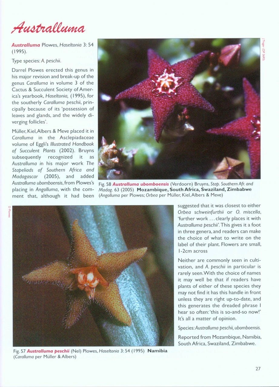 Stapeliads (Refreshed) 4 Stapeliads (Refreshed) - Image 2