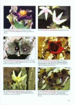 Stapeliads (Refreshed) 9 Stapeliads (Refreshed) -Wildlife Professional Books 216668 2