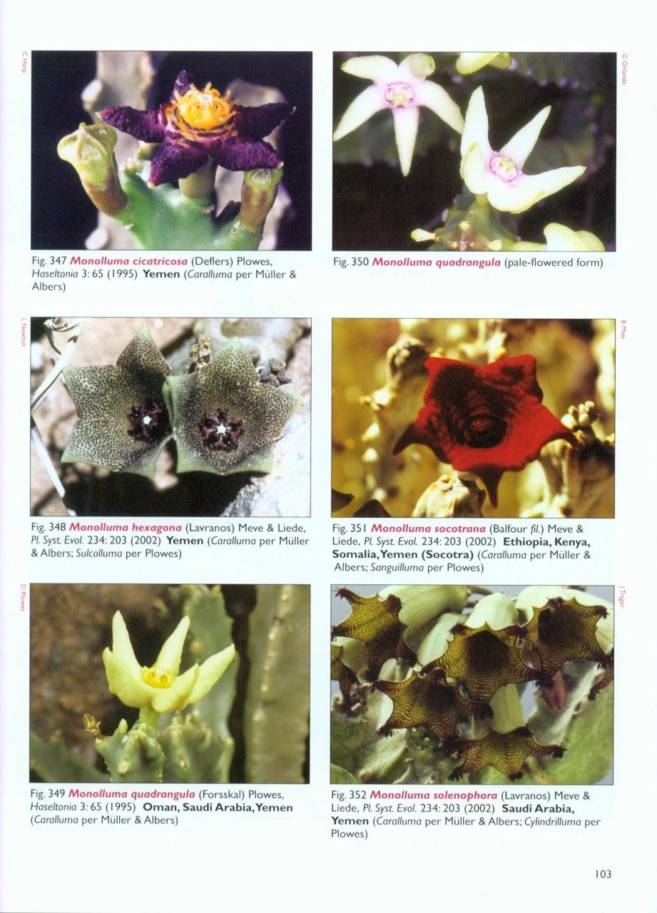 Stapeliads (Refreshed) 5 Stapeliads (Refreshed) - Image 3