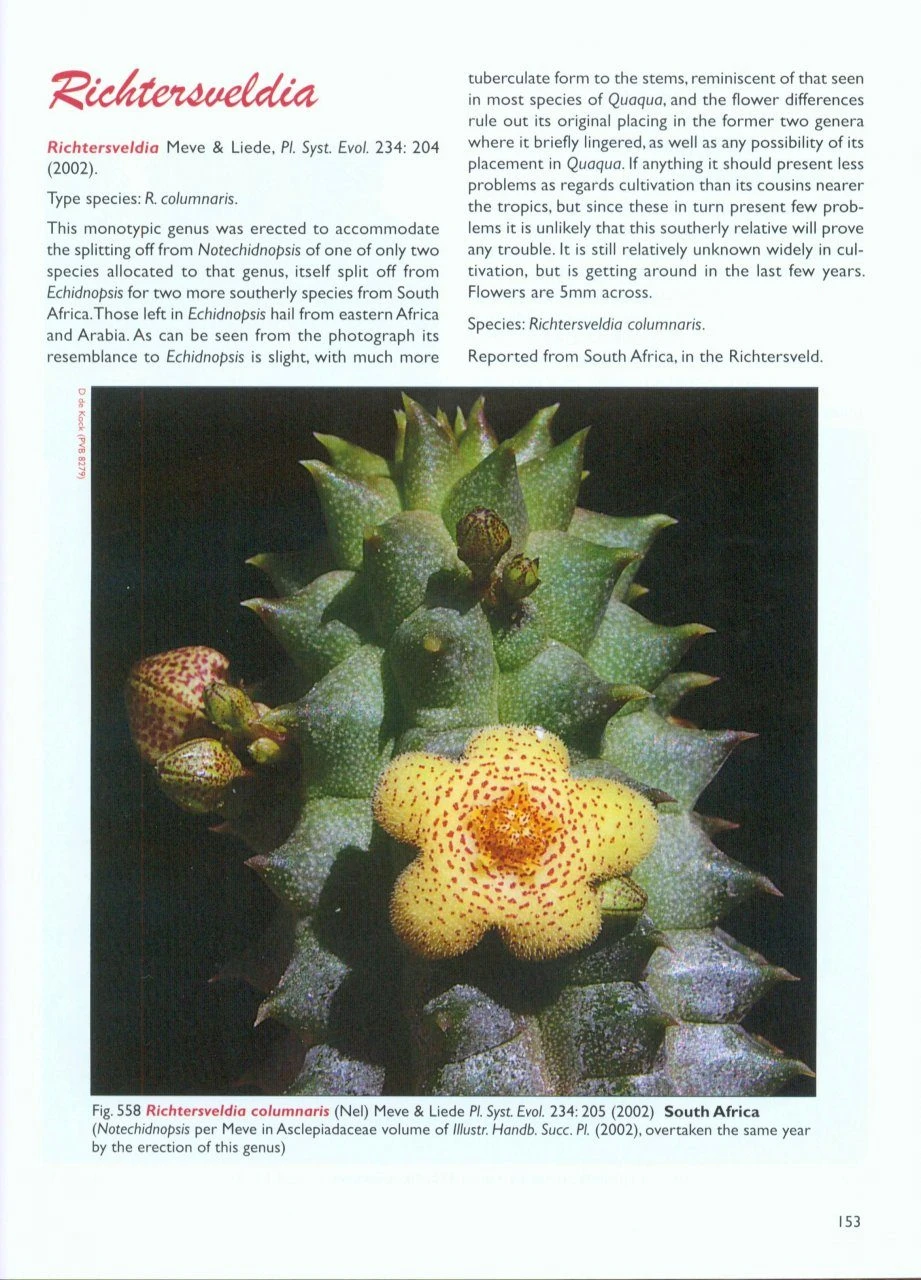 Stapeliads (Refreshed) 6 Stapeliads (Refreshed) - Image 4