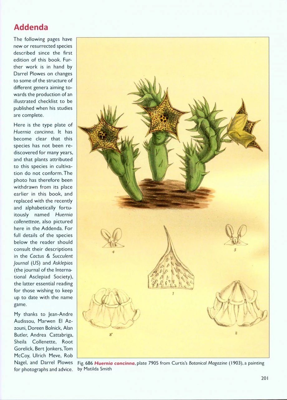 Stapeliads (Refreshed) 7 Stapeliads (Refreshed) - Image 5