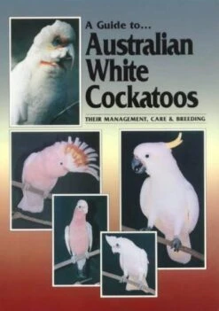 A Guide To Australian White Cockatoos
