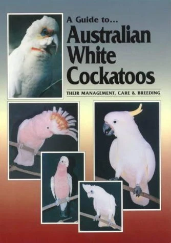 A Guide To Australian White Cockatoos 3 A Guide To Australian White Cockatoos